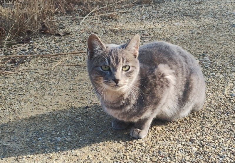 野良猫のフンが同じ場所に出る7つの理由と対策